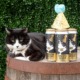 Scrappy the cat sitting next to a 4-pack of beer