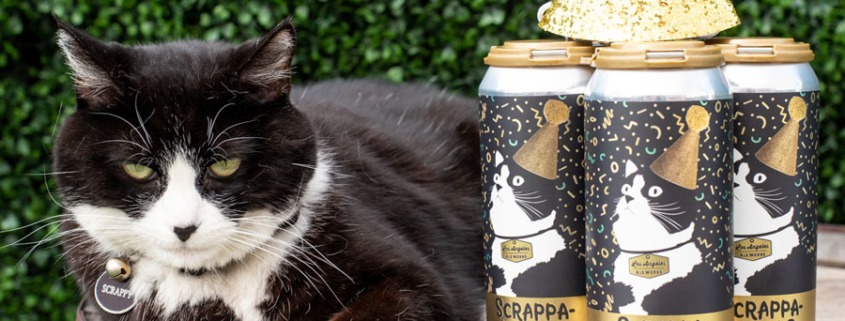 Scrappy the cat sitting next to a 4-pack of beer