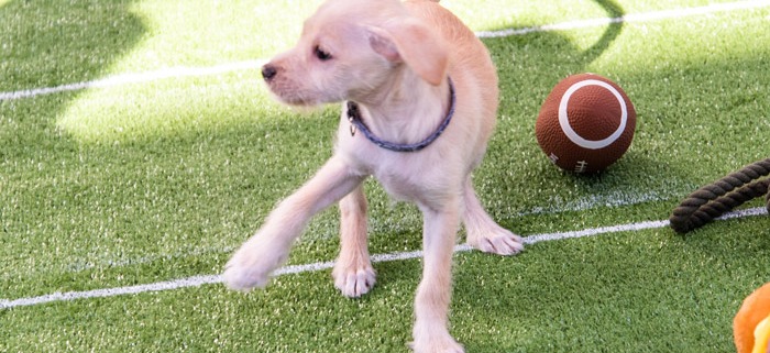 Puppy playing with football toy