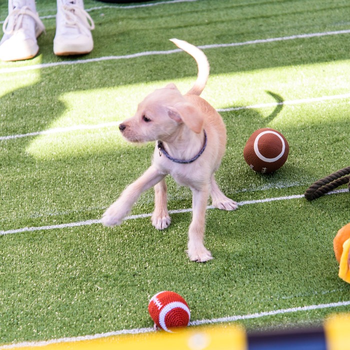 Puppy playing with football toy