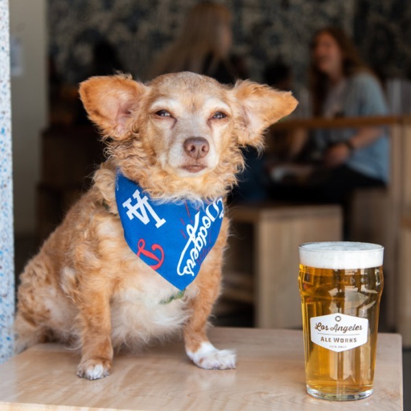 Dog wearing Dodger scarf next to beer glass