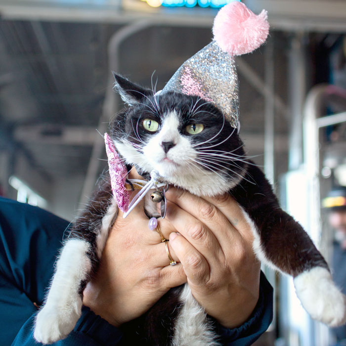 Scrappy the cat in a birthday hat