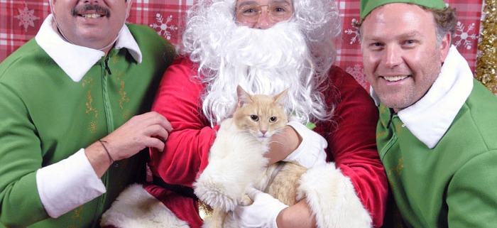 Photo of cat in Santa's Lap with 2 elves