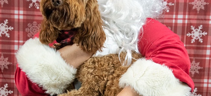 Picture of dog sitting in Santa's lap