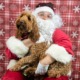 Picture of dog sitting in Santa's lap