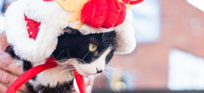Cat dressed in Lunar New Year dragon costume