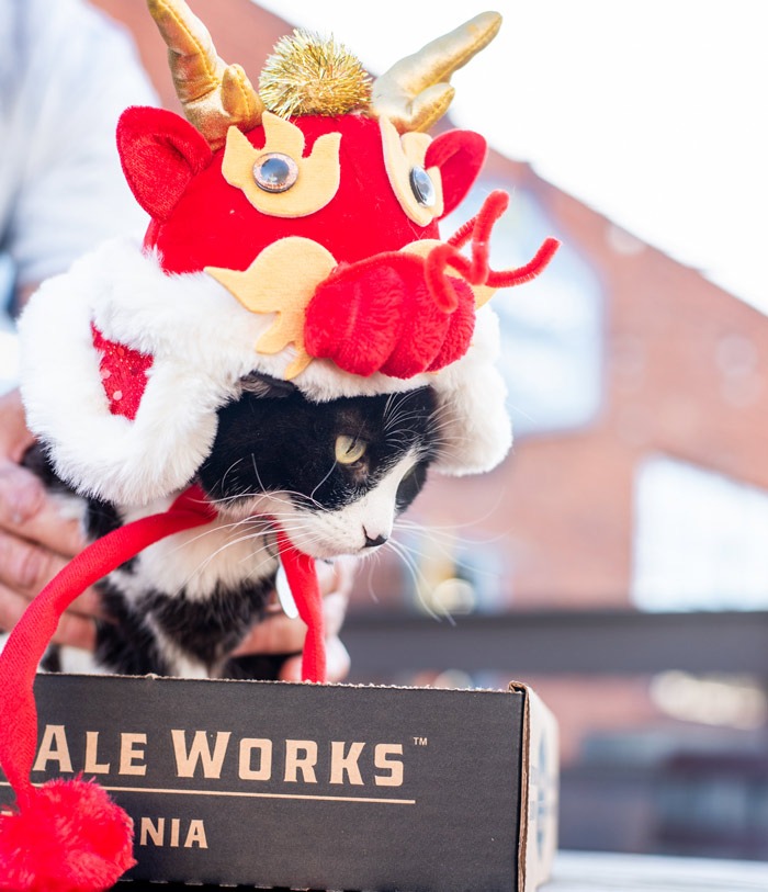 Cat dressed in Lunar New Year dragon costume